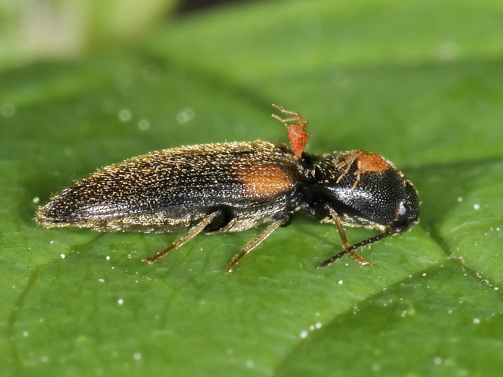 Elateridae n 5 - Idolus picipennis